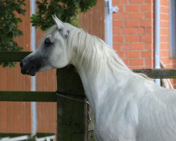 horse Authentic Dahab Nawaal EAO (Arabian thoroughbred, 2006, from Authentic Ibn Nawaal ox)