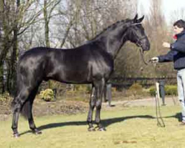 stallion Don Ruto (Oldenburg, 2000, from Don Gregory)