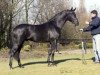 stallion Don Ruto (Oldenburg, 2000, from Don Gregory)