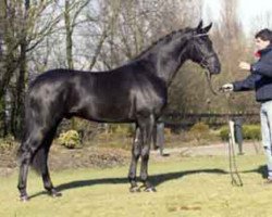 stallion Don Ruto (Oldenburg, 2000, from Don Gregory)