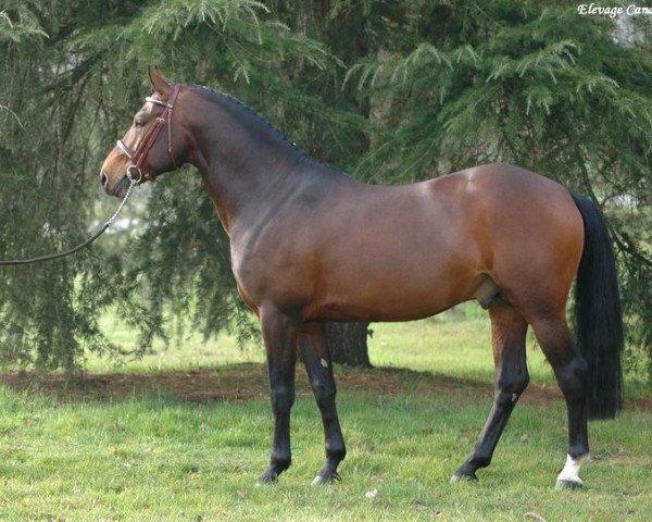 Deckhengst Melvin Candy (Französisches Pony, 2000, von Linaro)