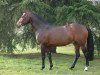 stallion Melvin Candy (French Pony, 2000, from Linaro)