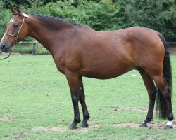 broodmare Kadira de Tyv (French Pony, 1996, from Envol d'Angrie)