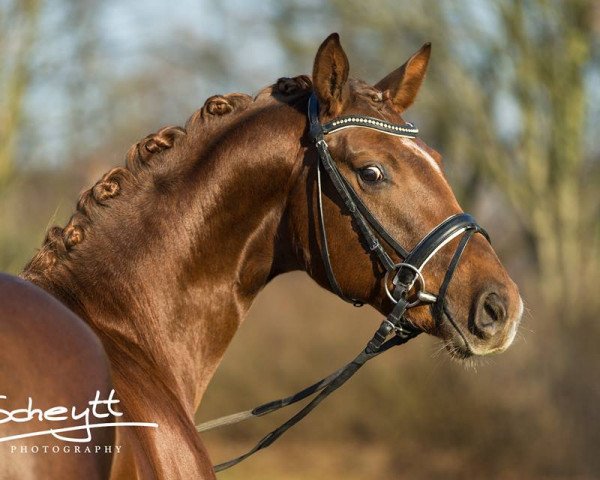 dressage horse De Maggio (Hanoverian, 2014, from Dimaggio)
