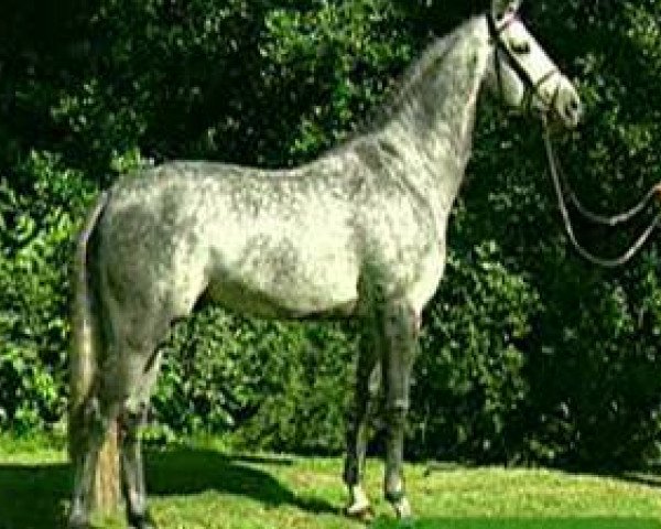 stallion Corradino (Holsteiner, 1993, from Corrado I)
