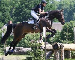 jumper Charlie 225 (Oldenburg show jumper, 2010, from Clinton I)