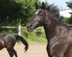 broodmare Alcapri (Oldenburg, 1989, from Carprilli)