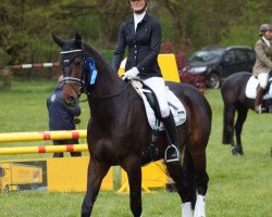 dressage horse Sir Chocolate 6 (Westphalian, 2010, from Schumacher)