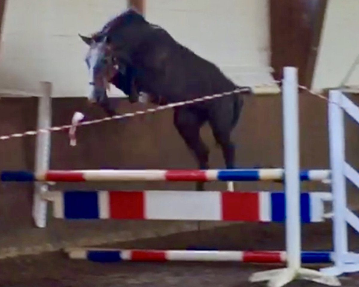 horse Cassito ZD (Hanoverian, 2015, from Cassini II)