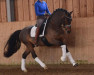 dressage horse Nelson Mandela (German Riding Pony, 2013, from Nemax)