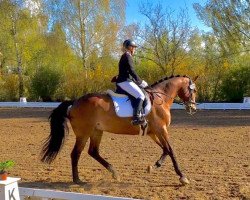 dressage horse Juna-Jolie (Mecklenburg, 2001, from Juventus)