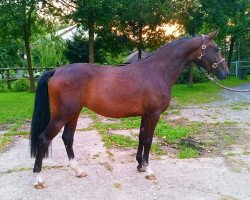 broodmare Flora (Hanoverian, 2013, from Franziskus FRH)