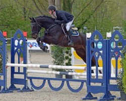 jumper Freezy Boy (Hanoverian, 2012, from Tannenhof's Fahrenheit)