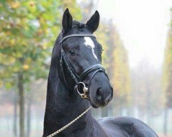 dressage horse Le petit noir 2 (Hanoverian, 2013, from Lemony's Nicket)