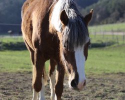 Zuchtstute Queen Maeggy G (Deutsches Reitpony, 2014, von Quaterback's Junior)