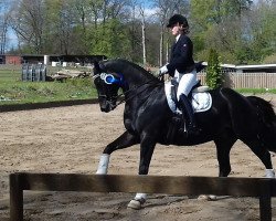 dressage horse Colorrado 2 (Hanoverian, 2007, from Castus I)