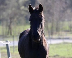 broodmare Drama Queen (Oldenburg, 2014, from Destano)