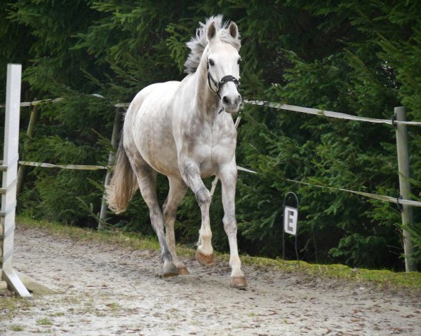 horse Monty (German Riding Pony, 2004, from Marsvogel xx)