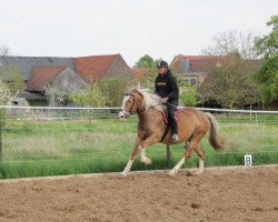 Pferd Gwiazdeczka (Polnisches edles Halbblut, 2010, von Tabasko 87 G Zg POL)