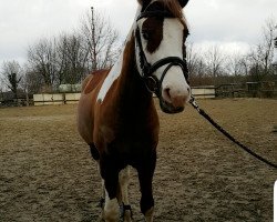 dressage horse Aristo's Nerath (Lewitzer, 2011, from Nerath II)