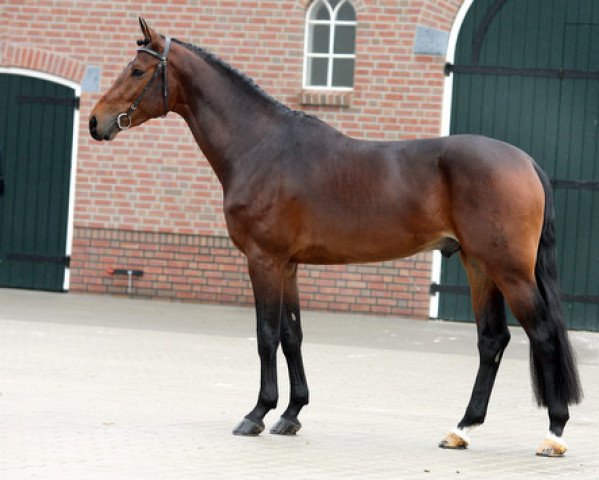 stallion Biscayo (Oldenburg, 2006, from Contendro I)