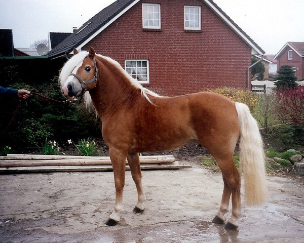 Pferd Arno van de Wortel (Haflinger, 1994, von Altjo van de Kenterstreek)