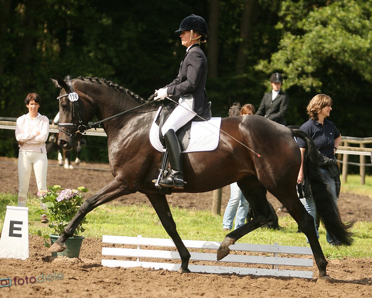 broodmare For my dream (Hanoverian, 2007, from Florencio I)