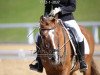 dressage horse Niklas 86 (Austrian Reitpony, 2001, from Norten El Dinch)