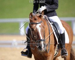 dressage horse Niklas 86 (Austrian Reitpony, 2001, from Norten El Dinch)