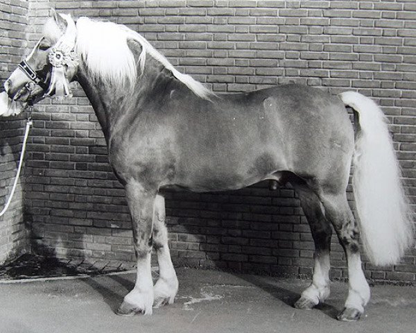 stallion Magister Hf.K.120 (Haflinger, 1985, from Magier)