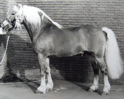 Deckhengst Magister Hf.K.120 (Haflinger, 1985, von Magier)