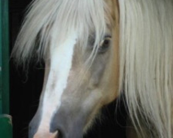 broodmare Marouschka vant Slot (Haflinger, 1995, from Almbube)