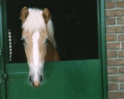 Deckhengst Maxi van de Schotenshoeve (Haflinger, 2001, von Magister Hf.K.120)