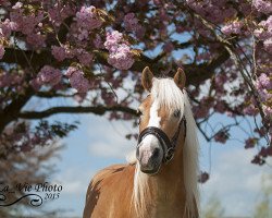 broodmare Vienna (Haflinger, 2004, from Stradivari)