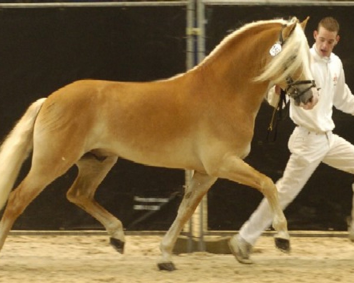 stallion Stradivari (Haflinger, 1996, from Steinach)