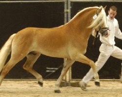 stallion Stradivari (Haflinger, 1996, from Steinach)