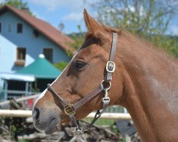 broodmare Pretty Girl (Brandenburg, 2001, from Paradiesvogel)