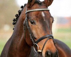 broodmare Dietmunda Mae (Oldenburg, 2005, from Dormello)