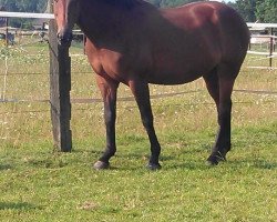 broodmare Weltdame (Hanoverian, 1991, from Wendenburg)