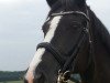 broodmare Nea Cora (Oldenburg, 2000, from Curacao I)