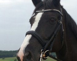 broodmare Nea Cora (Oldenburg, 2000, from Curacao I)