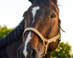 jumper Chico's Big Boy (Hanoverian, 2006, from Chico's Boy)