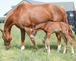 horse Ten Flat xx (Thoroughbred, 2017, from Paynter xx)