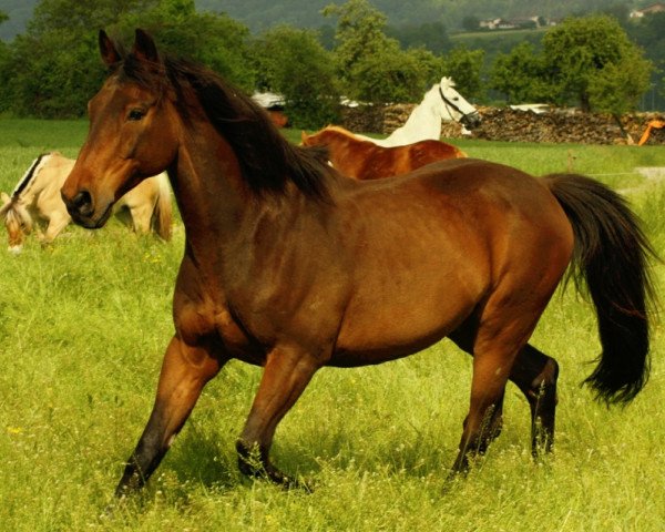 Pferd Lämondo (Hessisches Warmblut,  , von Ländler)