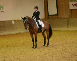 dressage horse Westside 82 (Bayer, 2012, from Herzruf)