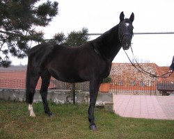 broodmare Kronprinzess (Trakehner, 1994, from Almox Prints J)