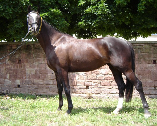 Pferd Kashira 6 (Trakehner, 2002, von Budweiser Classic)