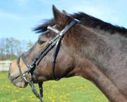 Zuchtstute Lacy (Trakehner, 1993, von Liverpool)