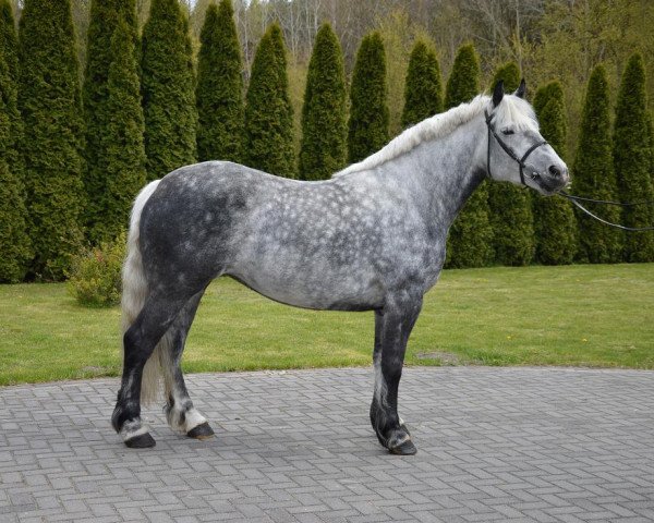 Pferd Dana (Polnisches Warmblut, 2013)