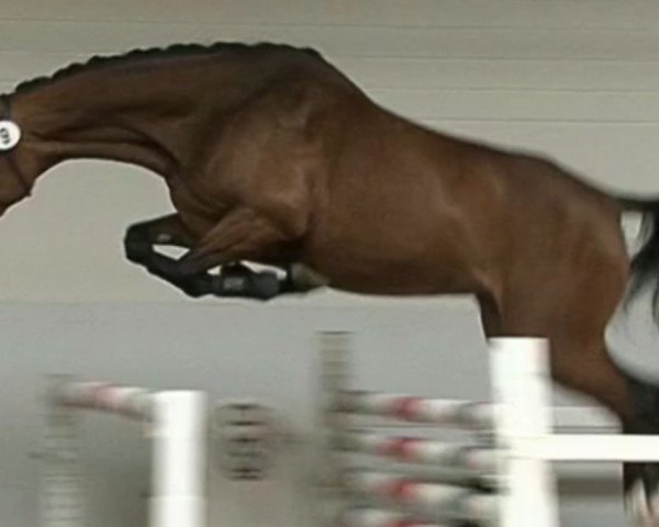 broodmare Canta blanca (Oldenburg show jumper, 2011, from Cantoblanco)